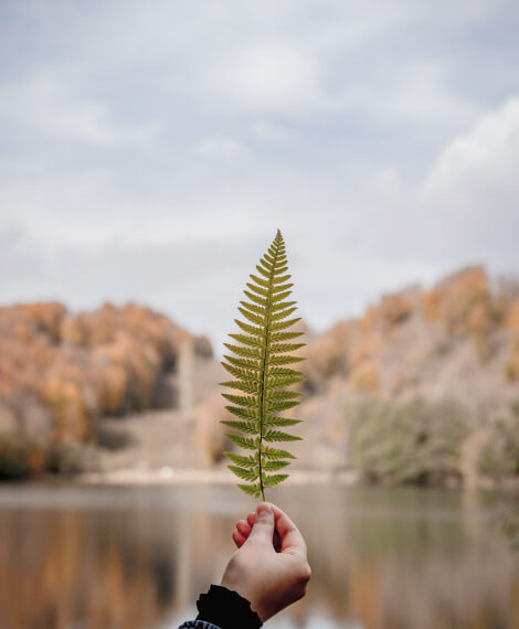 Blog Leaf